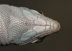 Pedioplanis burchelli