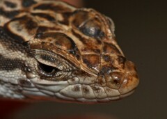 Pedioplanis burchelli