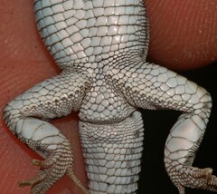 Pedioplanis burchelli