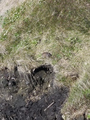 Lemmus trimucronatus