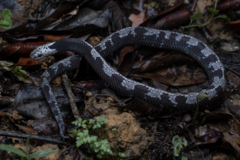 Asthenodipsas malaccanus