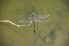 Ictinogomphus rapax