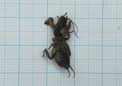 Gryllotalpa
