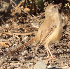 Prinia