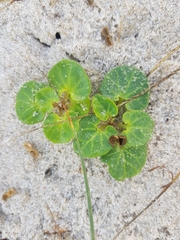 Calystegia soldanella