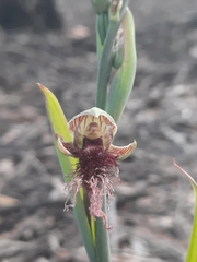 Calochilus robertsonii