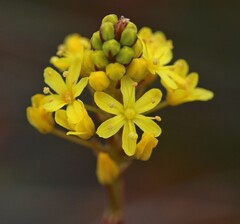 Asphodeloideae
