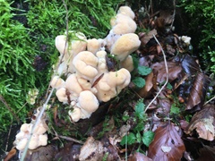 Climacocystis borealis