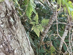 Davallia griffithiana