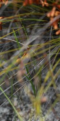 Asphodeloideae