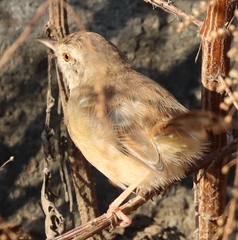 Prinia