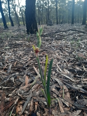 Calochilus robertsonii
