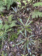 Myrsine salicina