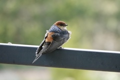 Cecropis cucullata