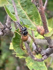 Vespula rufa