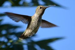 Calypte anna