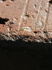 Cricotopus sylvestris