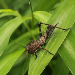 Locusta migratoria