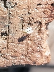 Cricotopus sylvestris