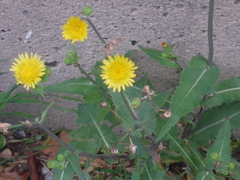 Sonchus oleraceus