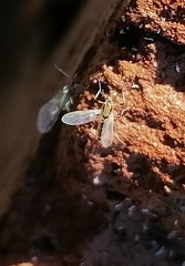 Cricotopus sylvestris