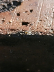 Cricotopus sylvestris