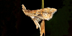 Hydriris ornatalis