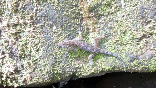 Cnemaspis zacharyi