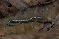 Sphenomorphus praesignis