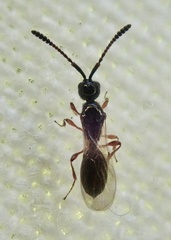 Spilomicrus