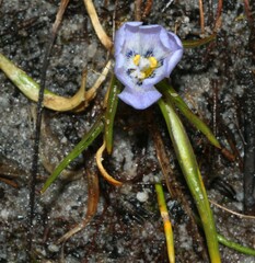 Iridaceae