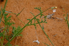Pelargonium senecioides