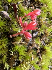 Crassula decumbens