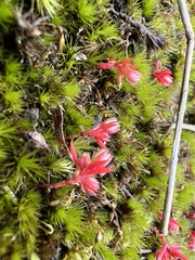 Crassula decumbens