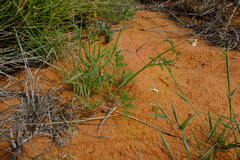 Pelargonium senecioides