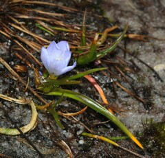 Iridaceae