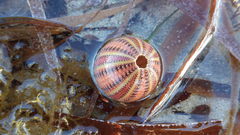 Amblypneustes formosus