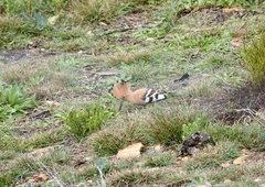 Upupa epops africana