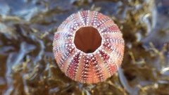 Amblypneustes formosus