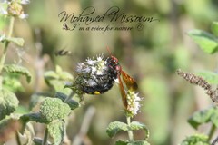 Scolia erythrocephala