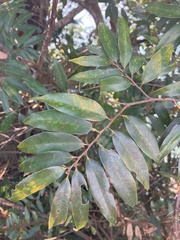 Castanopsis carlesii