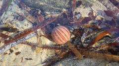 Amblypneustes formosus