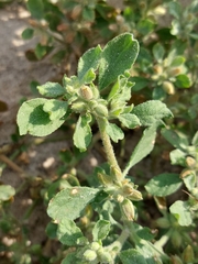 Glinus lotoides