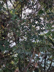 Castanopsis carlesii