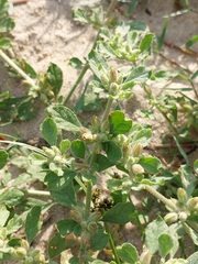 Glinus lotoides