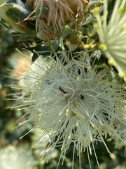 Iridomyrmex purpureus