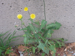 Sonchus oleraceus