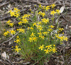 Senecio pinnatifolius