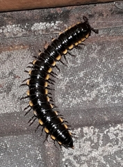 Asiomorpha coarctata