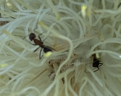 Iridomyrmex purpureus